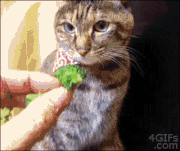 broc-cat