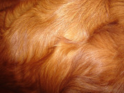 Red-Retreiver-Dog-Fur-Texture-by-Fantasy-Stock