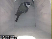 FENCE 2019-03-02 09-26-57.002