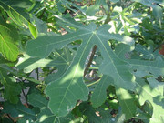 s-l1608.jpg
