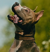 Screenshot_20230624_175049_Gallery