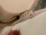 IMG-4931