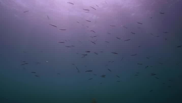 [Image: wjqjj2kf230l.jpg]