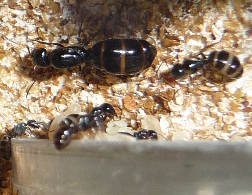 2504-Camponotus2.jpg