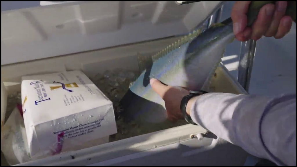 [Image: w4ckac88csj9.png]