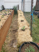 [Image: thumbnail-Strawbale-Garden-2025-3.jpg]