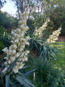 Spanish-Daggers-in-flower