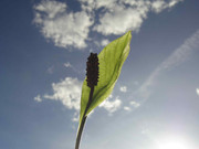 10.3.my peace lillies are finally here! III