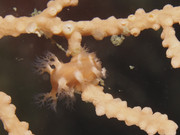 08004_09-09-2Coul-8030012