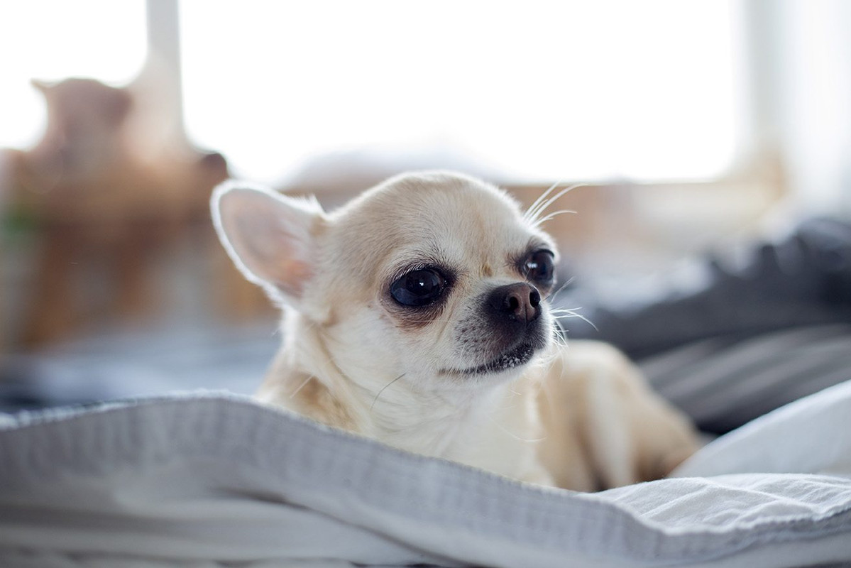 Un perro se volvió viral en TikTok, se dejó envolver como regalo de Navidad
