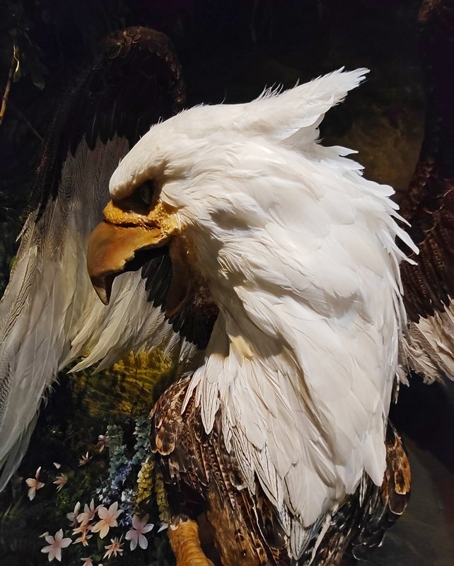 https://i.postimg.cc/fL0ySwr7/238-IMG-20250128-153500.jpg