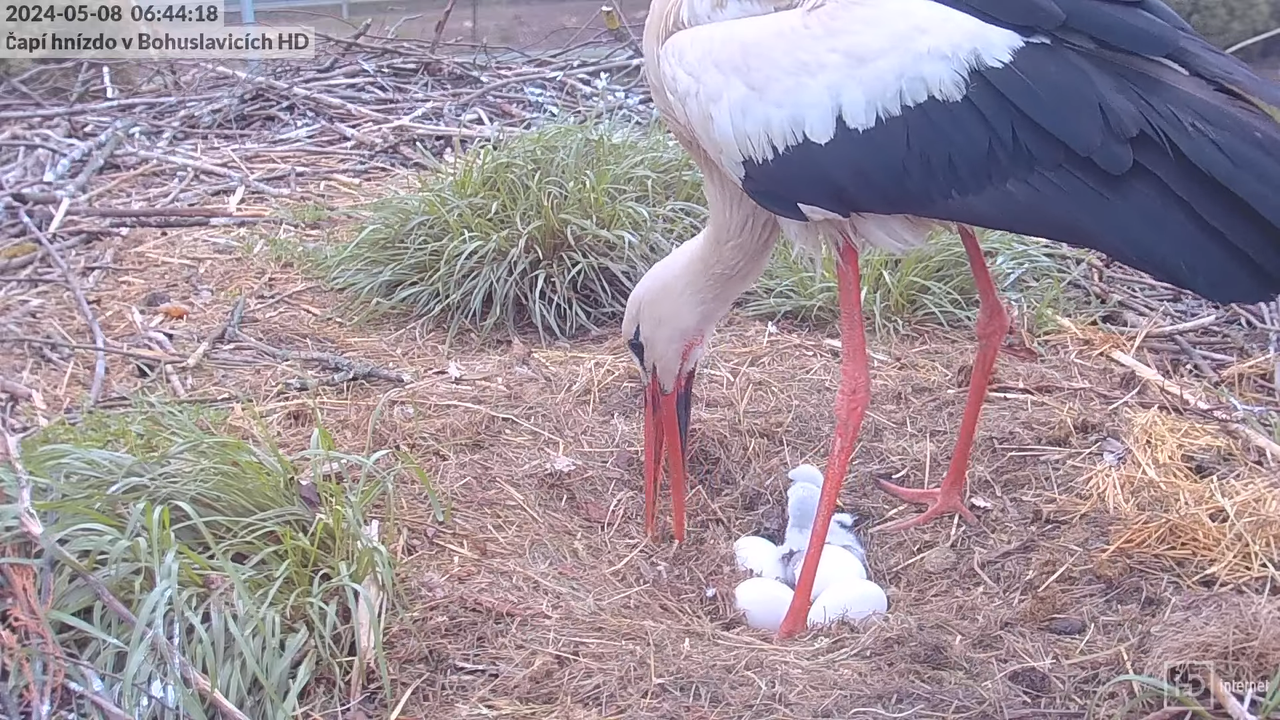 Živě z čapího komína v Bohuslavicích u Trutnova v HD 10-58-17 screenshot