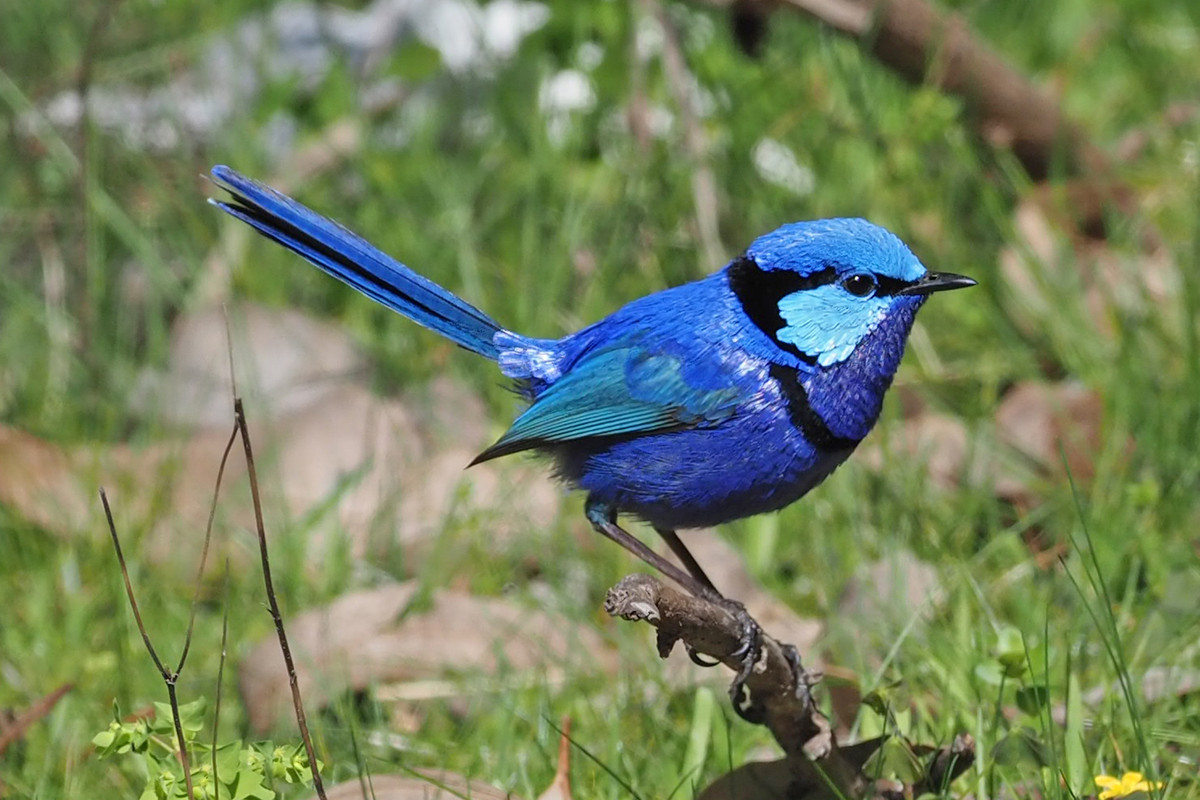 birding nature tours north Queensland Australia