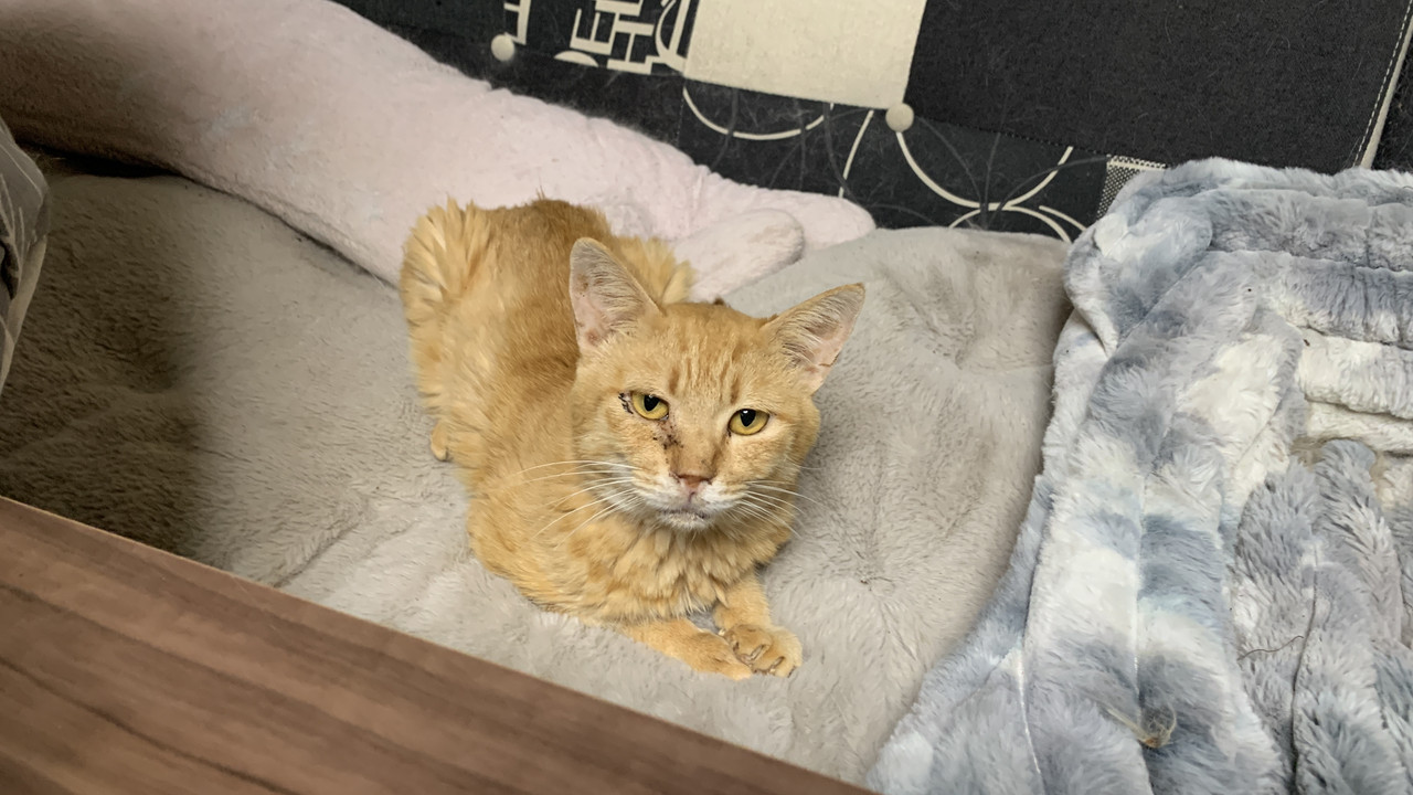 Kiki, My Rescue Cat in Saku City｜Slowly Learning to Trust
佐久市で暮らす保護猫、キキ君｜少しずつ心を開いてくれた優しい猫