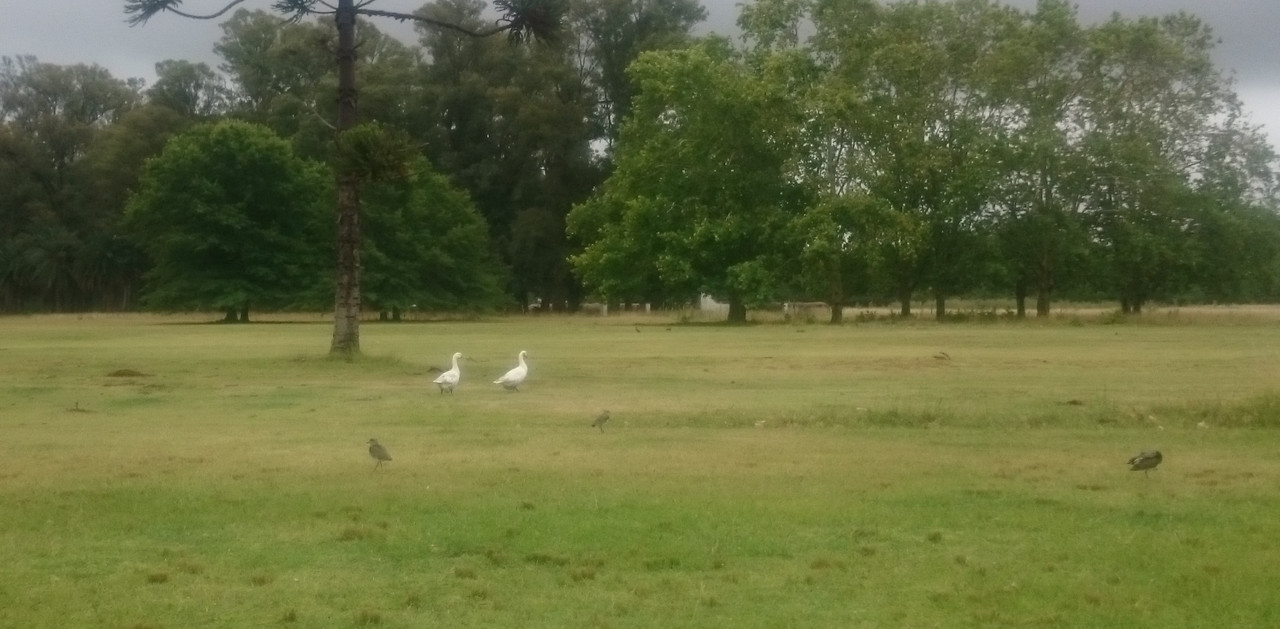 Аргентина (33)