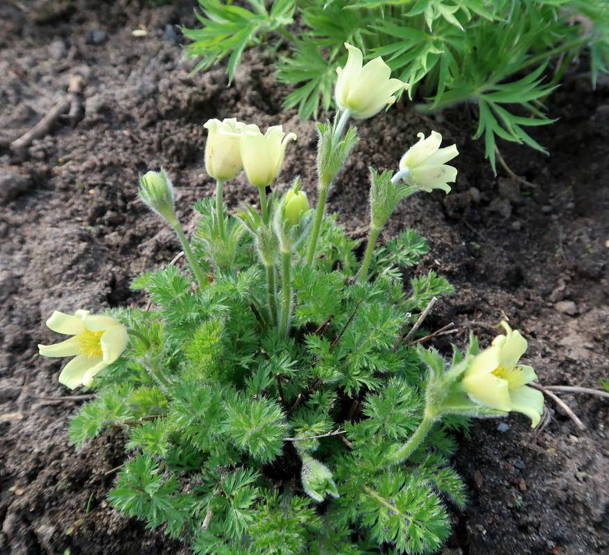 Прострел albana f. flavescens 1