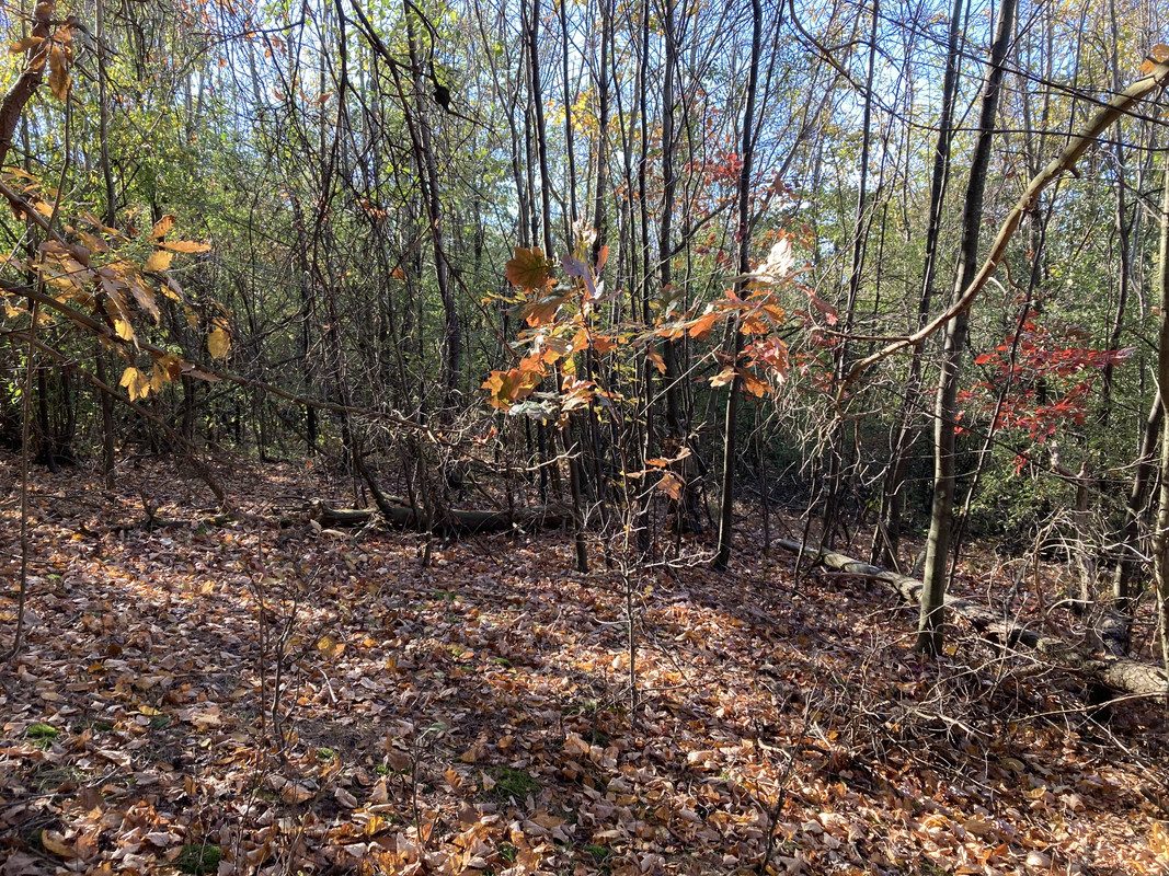 2024-10-23 3 Ruffed Grouse