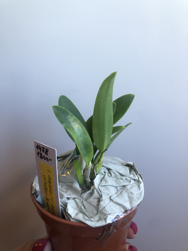 4BCC5030-53D1-4981-B7BD-BD551E590565