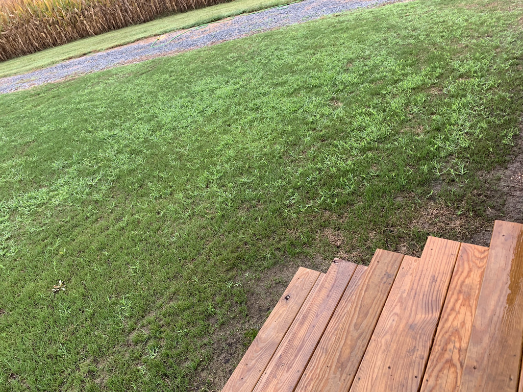 Weeds Taking Over New Renovation Tenacity Failure The Lawn Forum