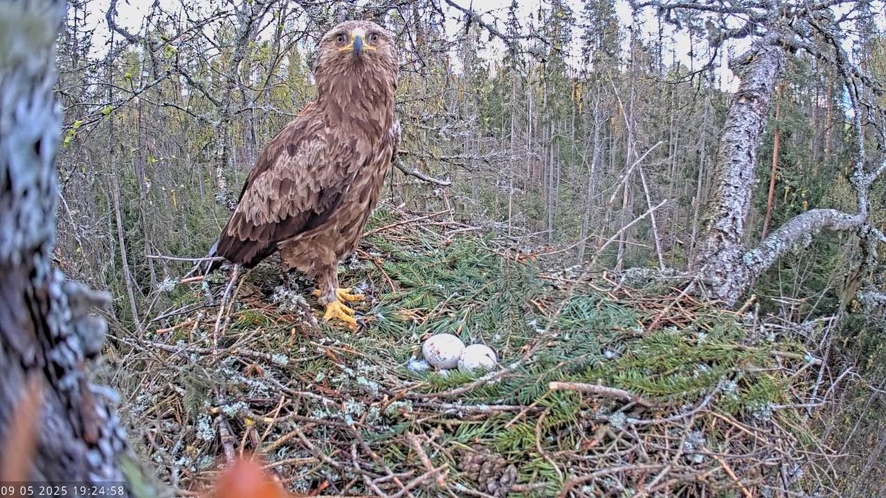 Väike-konnakotkas __ Clanga pomarina __ Lesser Spotted Eagle 13-0-58 screenshot