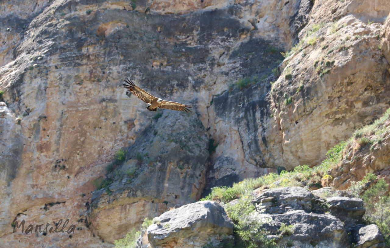 Hoces-del-Riaza-0930