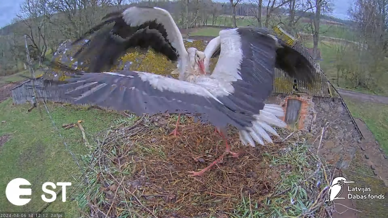 Baltie stārķi (Ciconia ciconia) Tukuma novadā - LDF tiešraide __ White storks in Tukums, Latvia 11-2