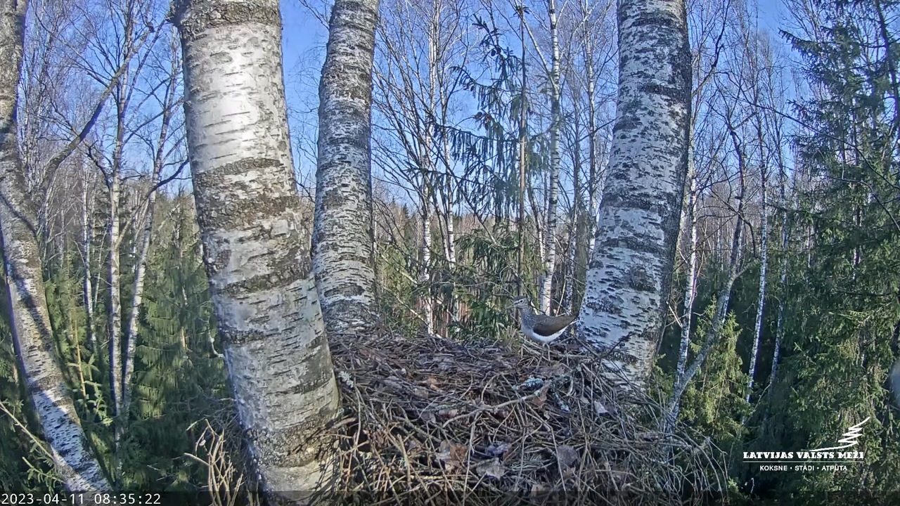 LVM Mazais ērglis Aizkuja, bērzs - Lesser Spotted Eagle 11-24-22 screenshot