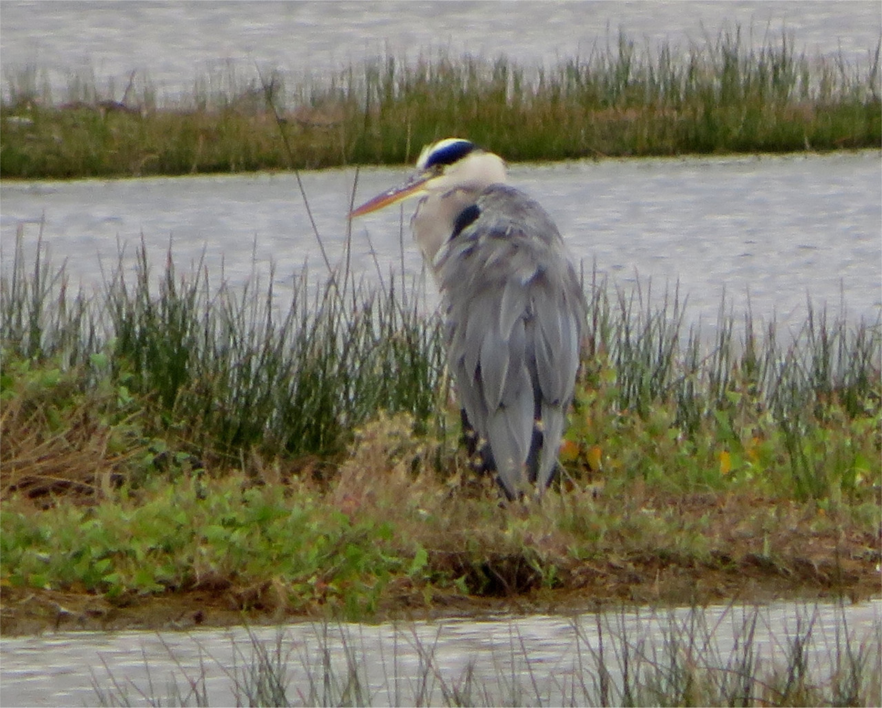 Grey heron