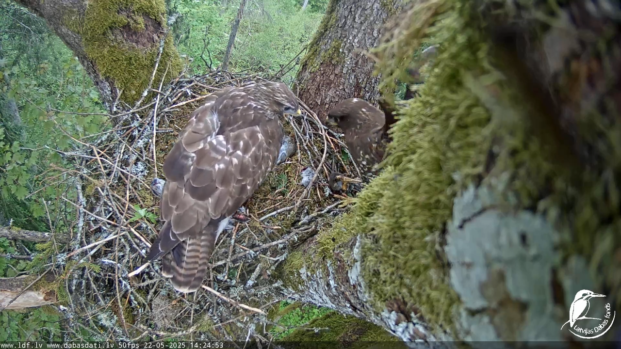 Melnās klijas (Milvus migrans) Kurzemē_ peļu klijāni (Buteo buteo) 13-25-18 screenshot