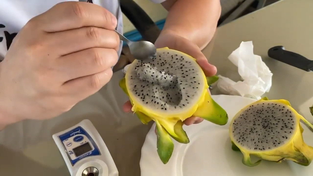 thai-yellow-dragon-fruit-white-flesh.jpg