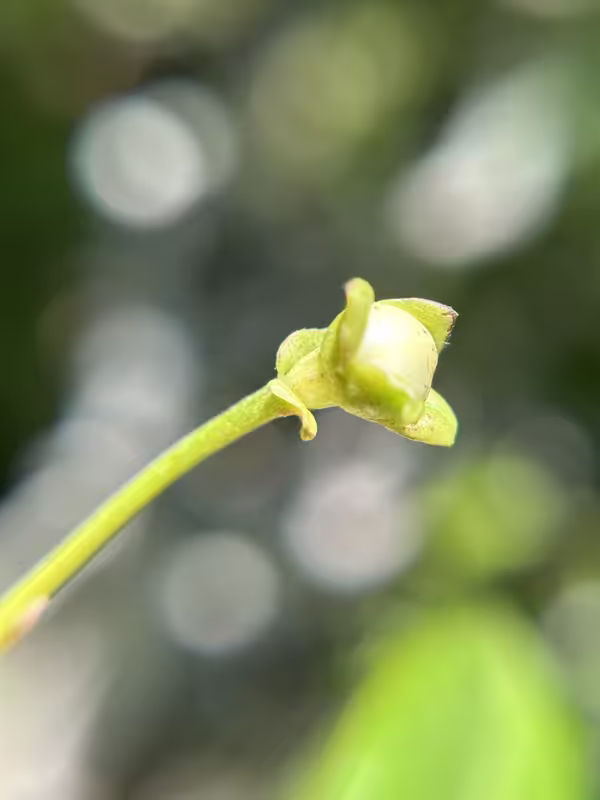 tempImagefvjP9I