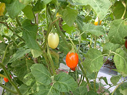51African-eggplant-Fruit-berries_smweb
