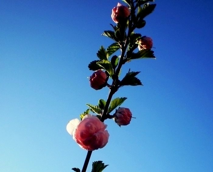 Žmogaus atsiskleidimas tarsi prasiskleides pumpu