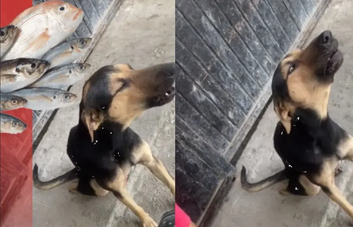 Perrito vendedor de pescados se vuelve viral en TikTok