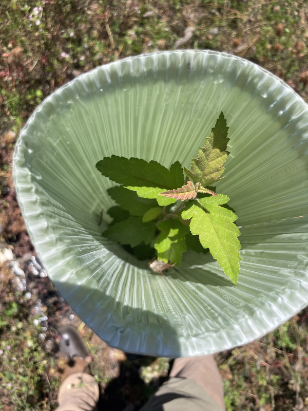 IMG 2477