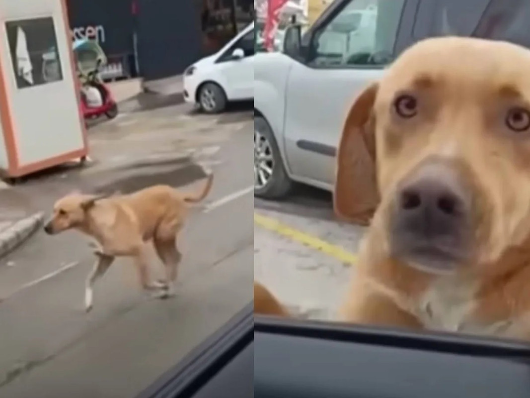 Perrito hambriento persigue a una patrulla por comida