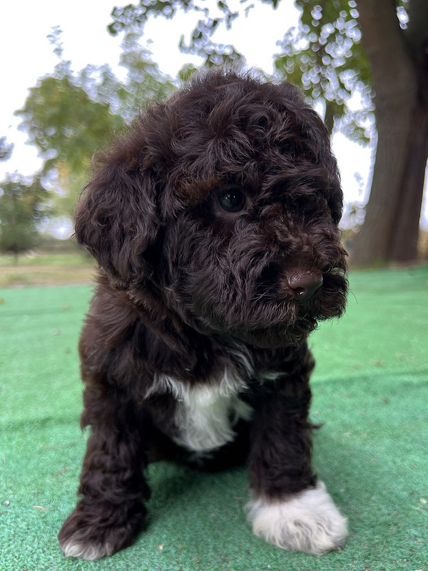 Lagotto Romagnolo female puppy for sale – Ideal Dale Europa – 48 days old – photo 5 – brown coat with white left paw and chest blaze