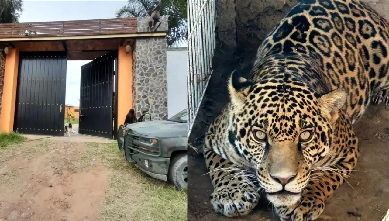 Aseguran tigre y jaguar en inmueble del CJNG en Jalisco