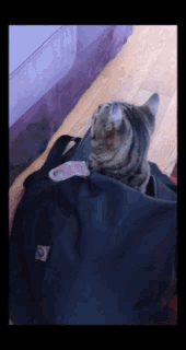 IMG-9961.gif