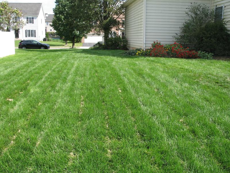 Lawn and Gardens 09.29.2018  (4)