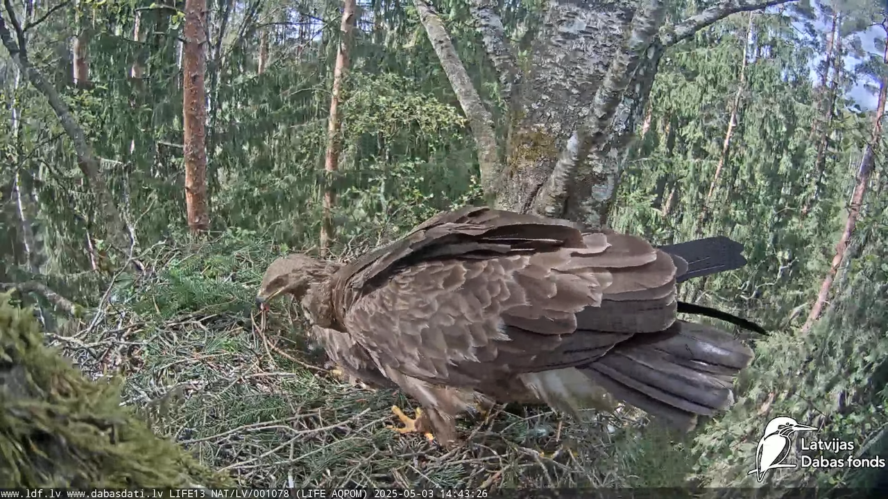 Mazais ērglis (Clanga pomarina), ligzda bērzā 10-14-16 screenshot