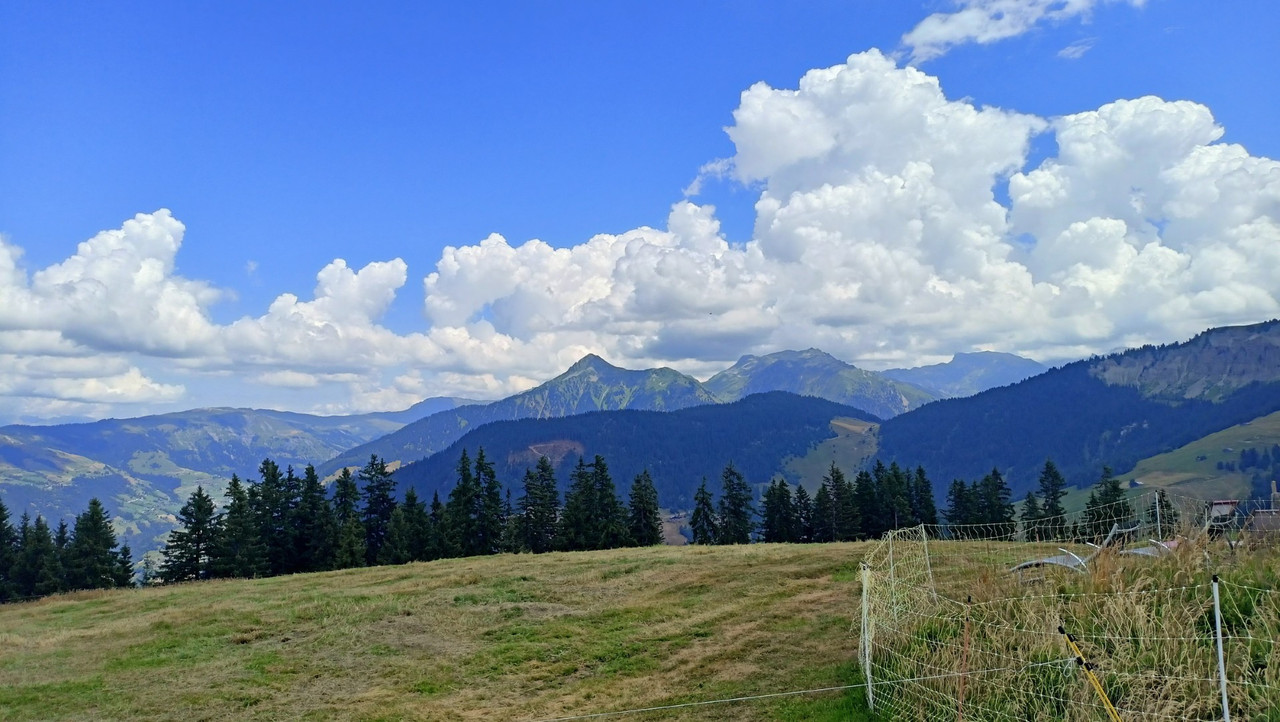 IMG20250713124424 (Large)