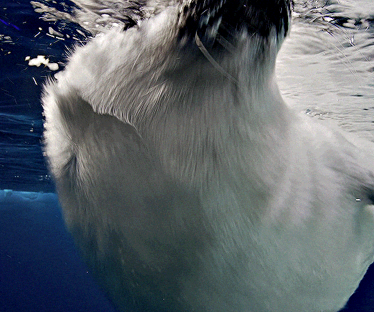 seal-c2458a2bed6bc21291e4c2e86d610126-ae43aafe-540.gif