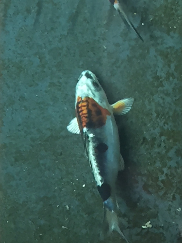 AA5F0FFA-8F3B-4728-BD51-0091DBD3AE49