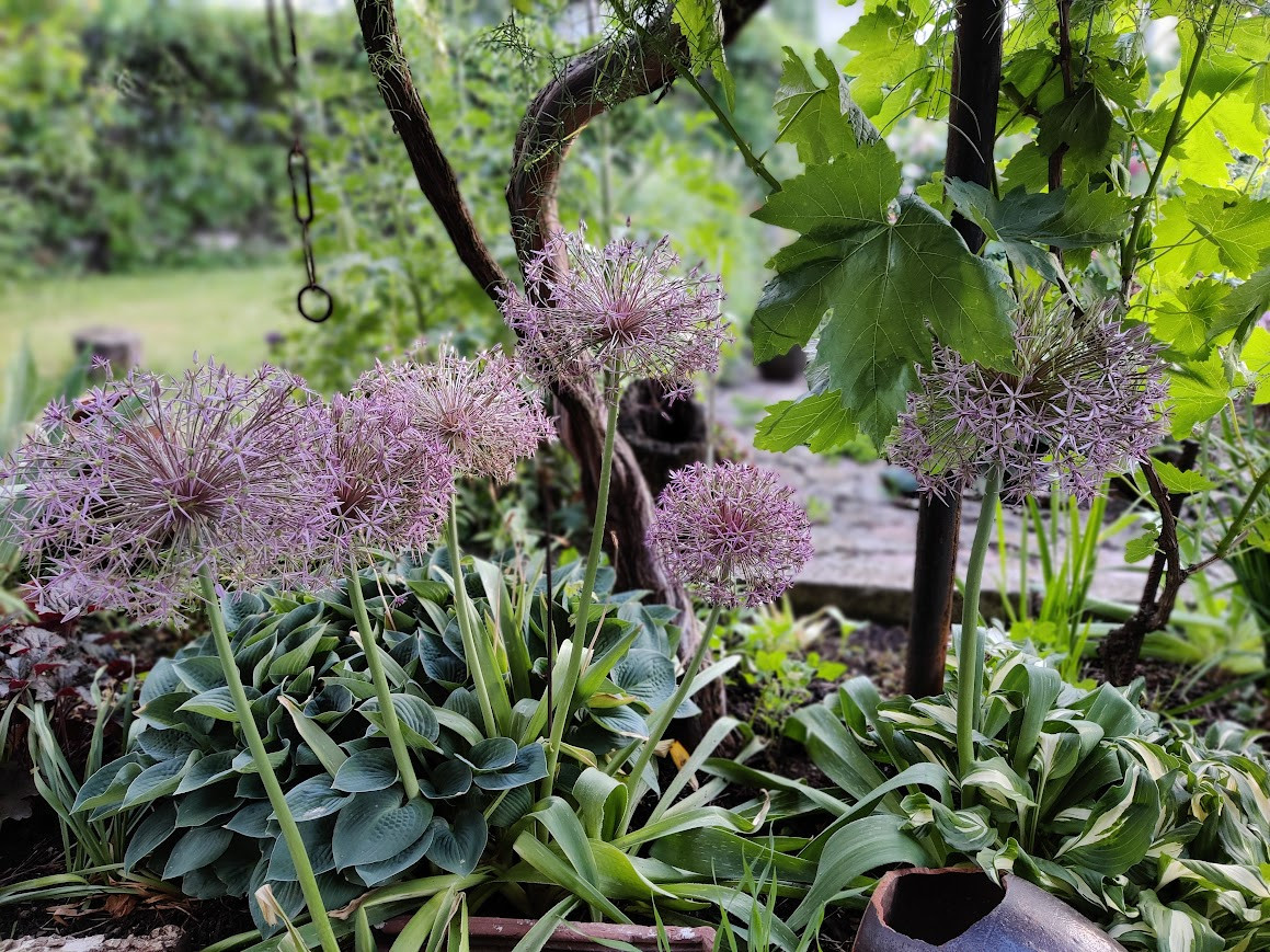 IMG 20260602 202432 Bokeh