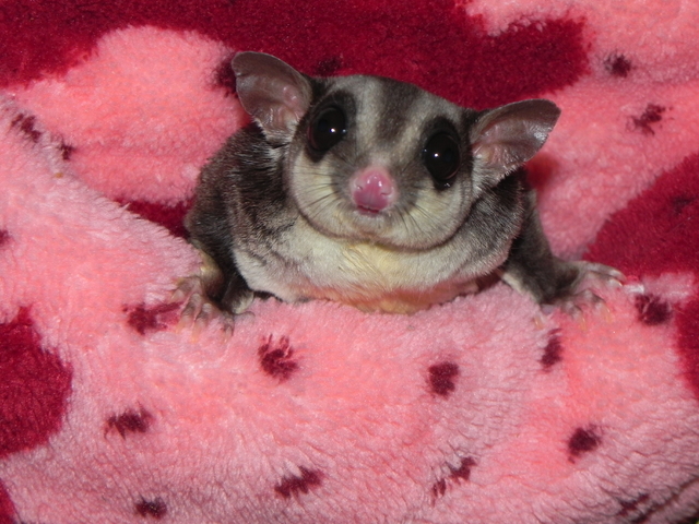 Лизины гамачки (9)