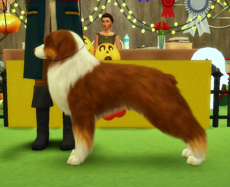 10/19 JACK O' LANTERN JAMBOREE ALLBREED CONFORMATION SHOW Sims International Kennel Club