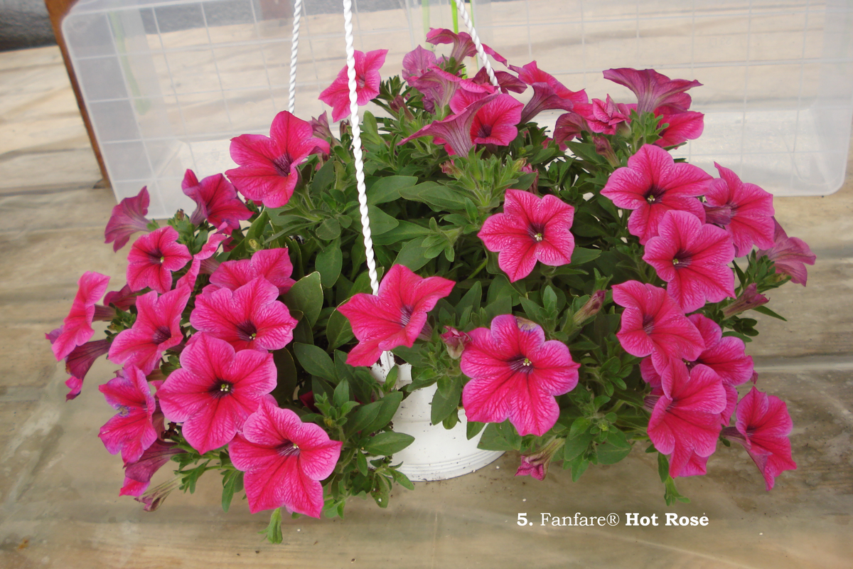 5. Fanfare® Hot Rose (2)