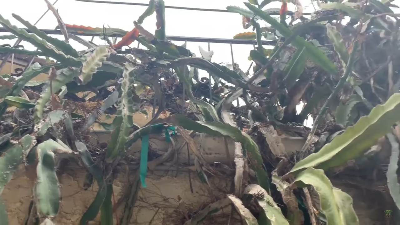 dragon-fruit-on-the-wall.jpg