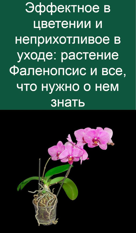 Цветок ятрофы все, что нужно знать о выращивании и уходе.